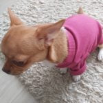 Warm Pet Clothes for Dogs photo review
