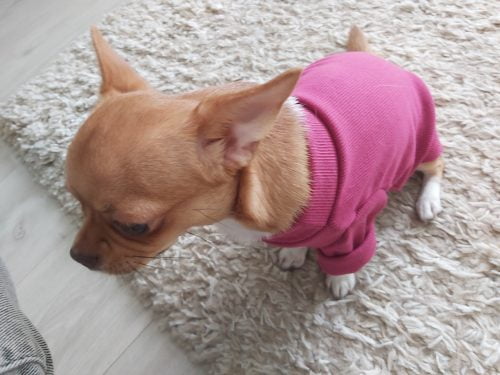 Warm Pet Clothes for Dogs photo review