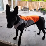 Dog Cooling Vest Harness photo review