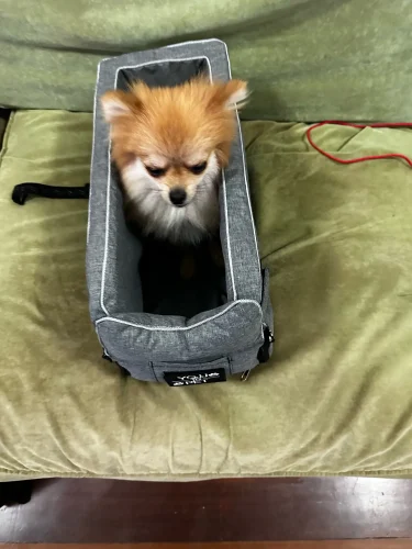 Portable Travel Pet Bed photo review
