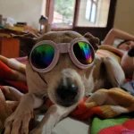Foldable Dog UV Goggles photo review