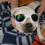Foldable Dog UV Goggles photo review