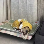 Winter Warm Dog Mat Sofa photo review