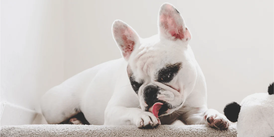 Why Do French Bulldogs Lick So Much: