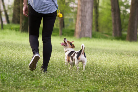 Why Do Dogs Love Walks