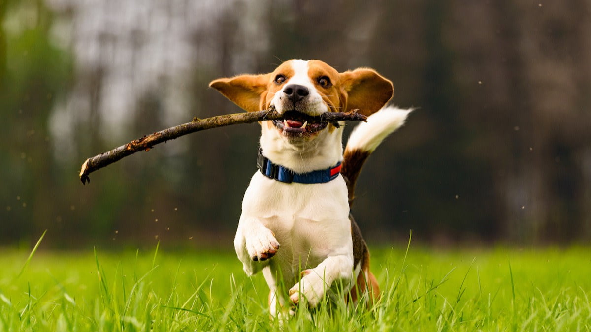Why Do Dogs Carry Sticks