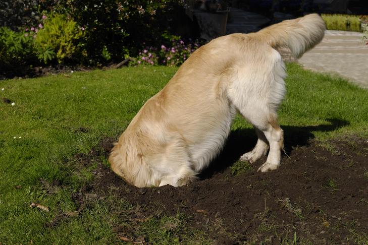 Why Does My Dog Keep Digging