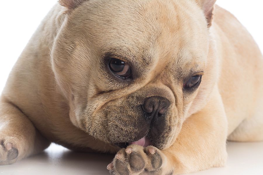 Why Do Frenchies Lick Their Paws
