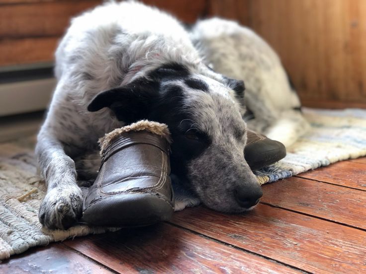 Why Do Dogs Like Shoes