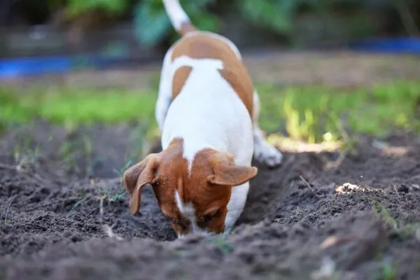 Dogs Burying Things with Their Nose