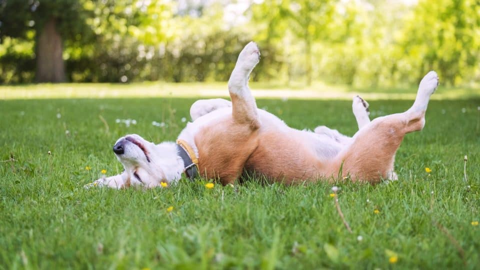 Why Do Dogs Roll on their Back in Grass