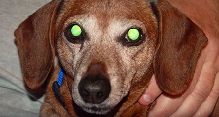 why do dogs eyes glow red