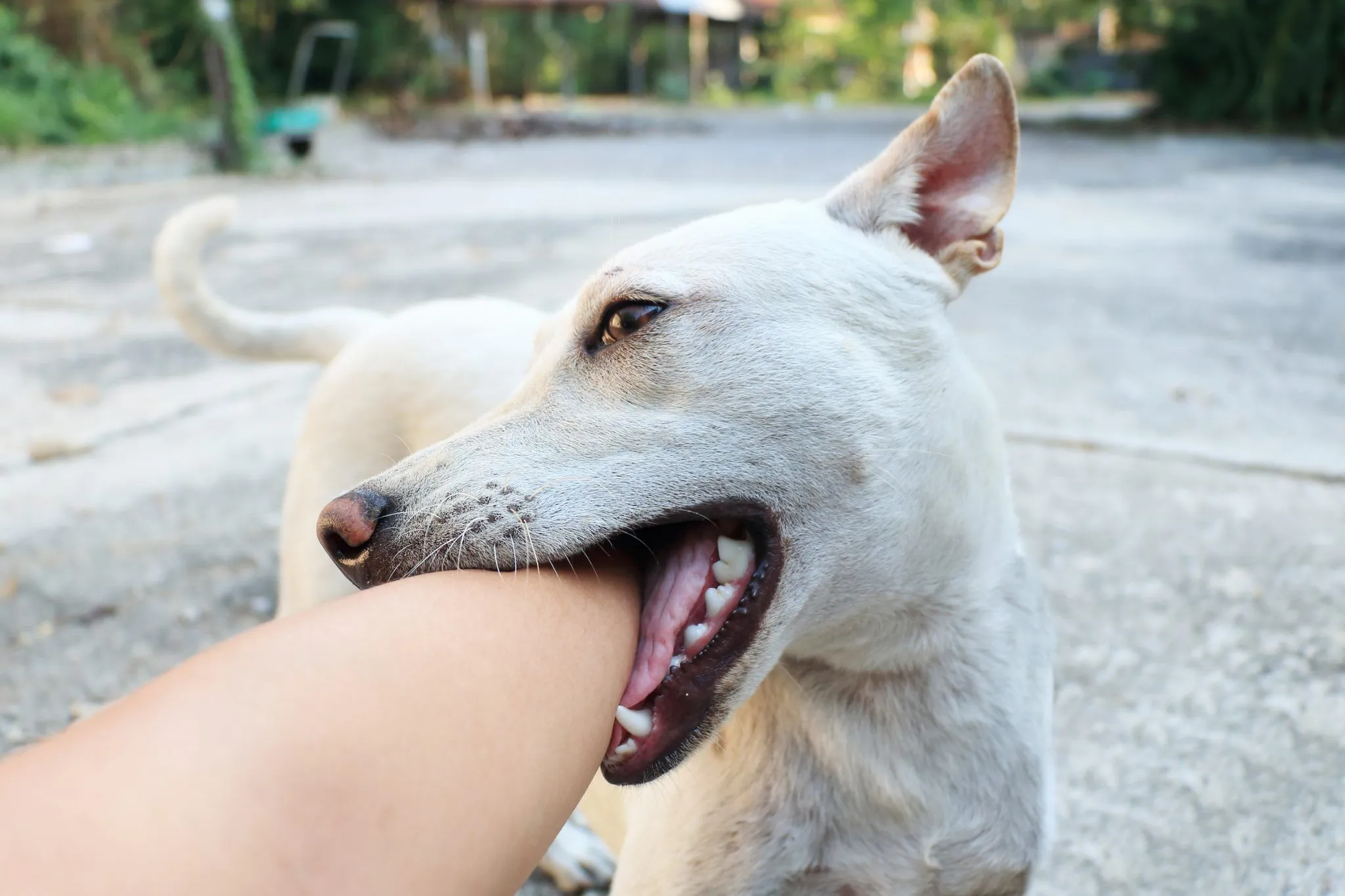 Why Does My Dog Hold My Wrist in His Mouth