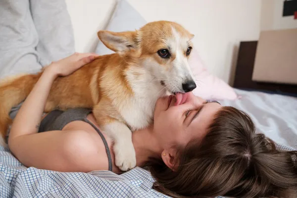 Why Do Dogs Lick You in the Morning